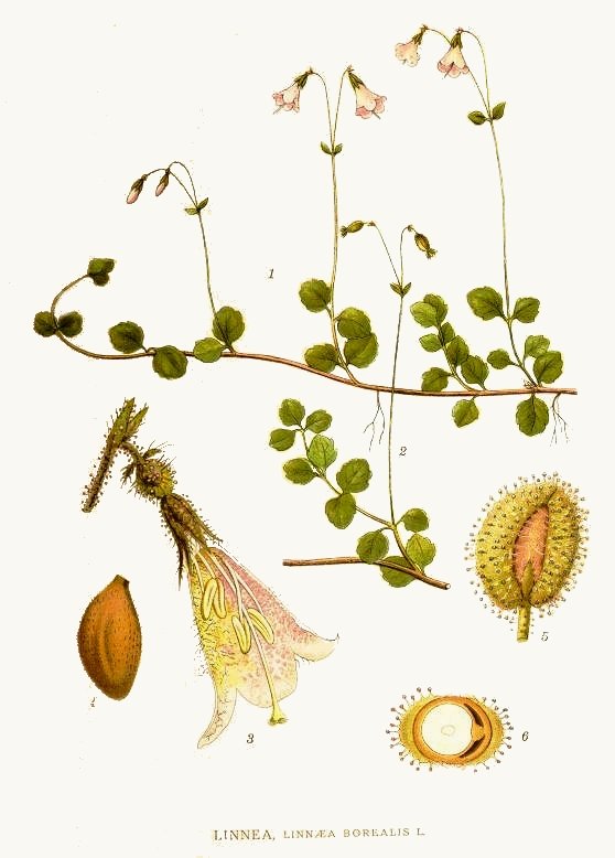 Foto: Buchillustration Linnaea borealis. In: Carl Axel Magnus Lindman, Bilder ur Nordens Flora, Stockholm, 1917–1926.